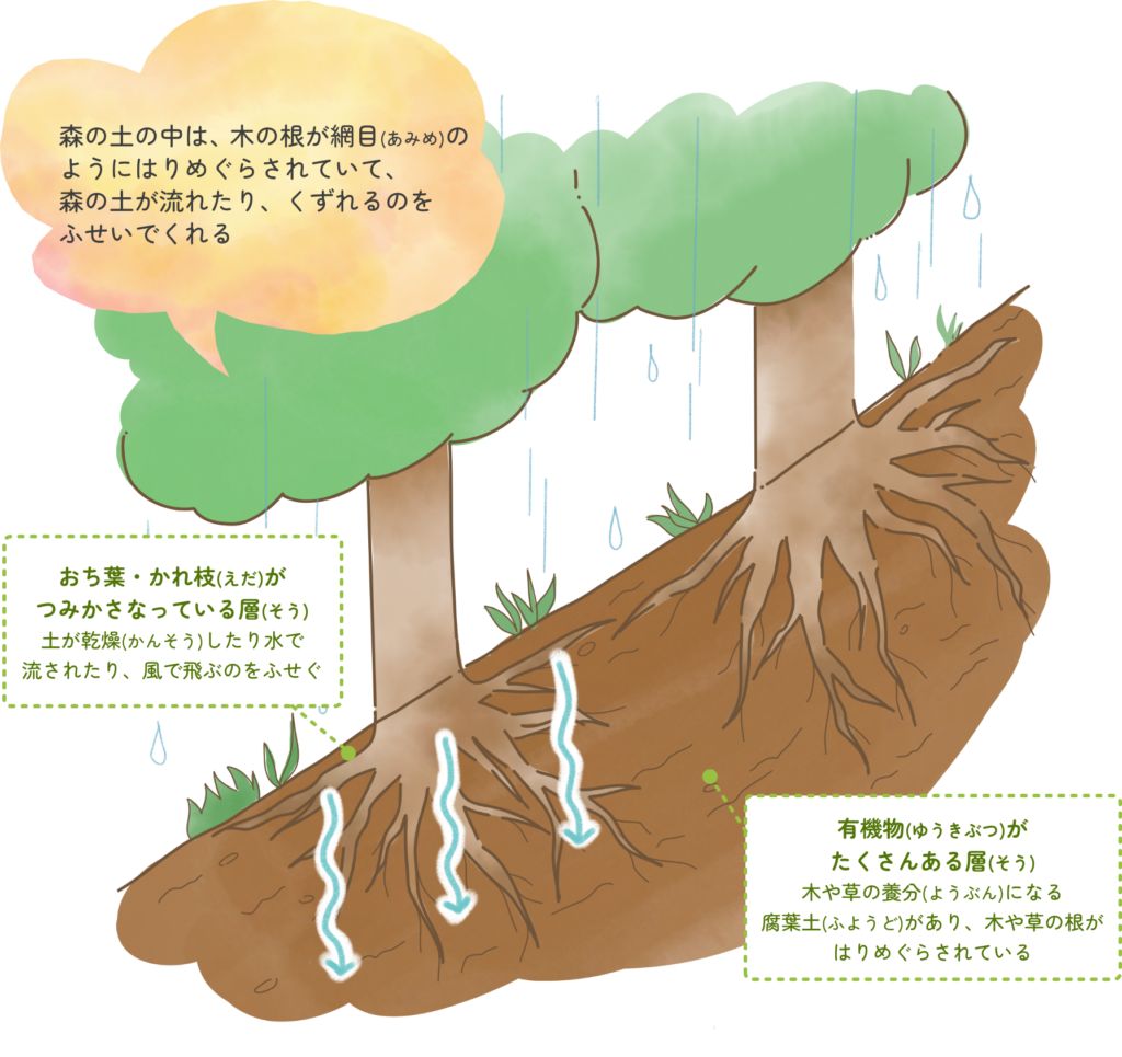 森の土の中は、木の根が網の目のように張り巡らされていて、森の土が流れたり、崩れるのを防いでくれる。
