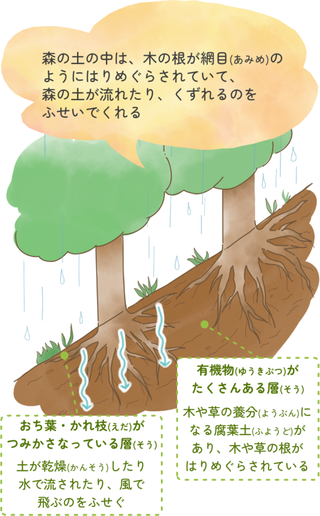 森の土の中は、木の根が網の目のように張り巡らされていて、森の土が流れたり、崩れるのを防いでくれる。