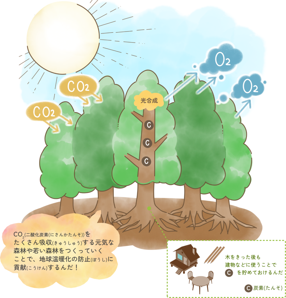 CO₂をたくさん吸収する元気な
森林や若い森林をつくっていくことで、地球温暖化の防止に
貢献するんだ！