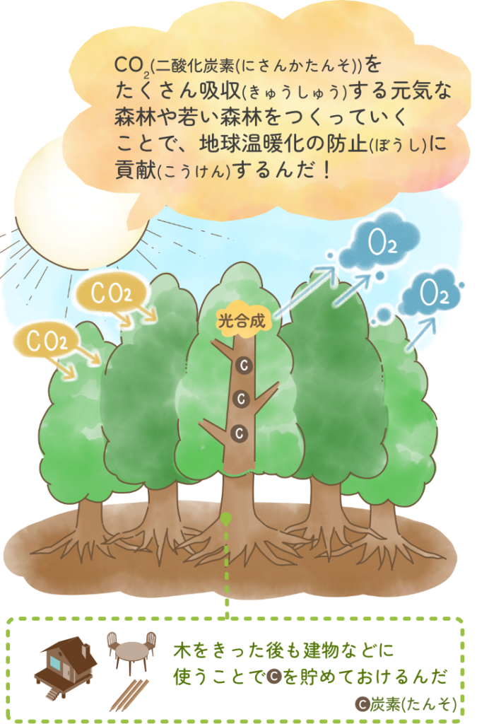 CO₂をたくさん吸収する元気な
森林や若い森林をつくっていくことで、地球温暖化の防止に
貢献するんだ！